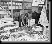 An American soldier sorts through crates of silverware taken from prisoners in Buchenwald * 444 x 370 * (72KB)